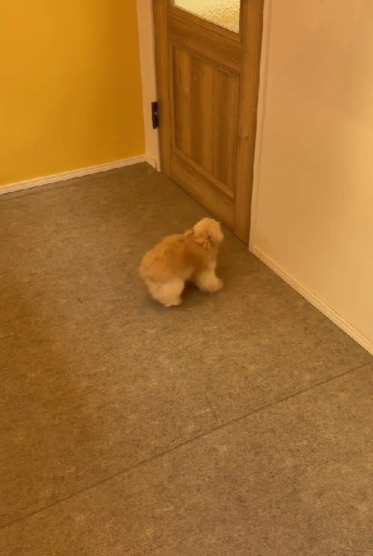 ワクワクが止まりません