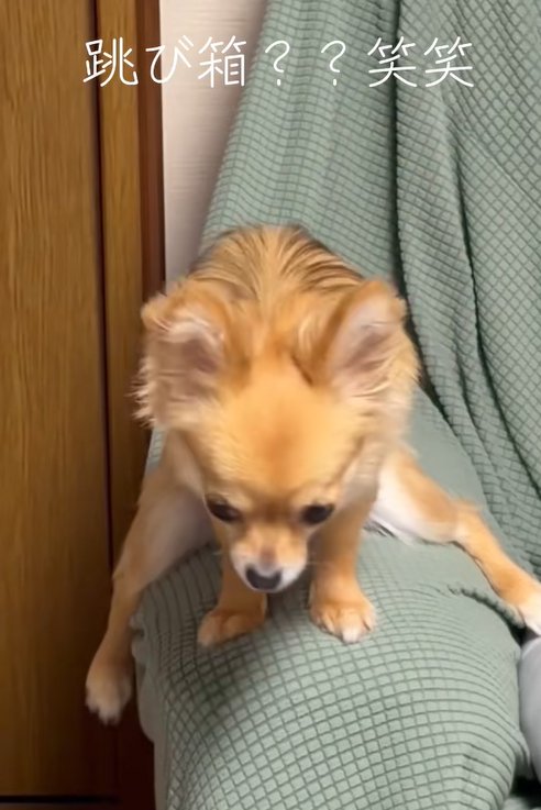 ソファーのひじ掛けにまたがる小型犬