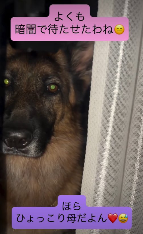 見つめる犬
