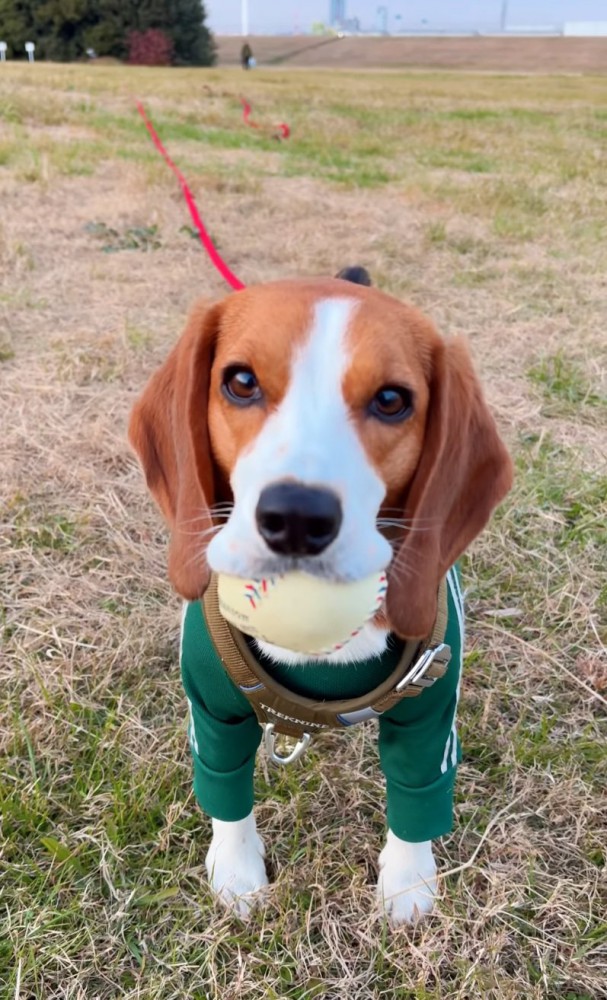 悲しそうな顔の犬2