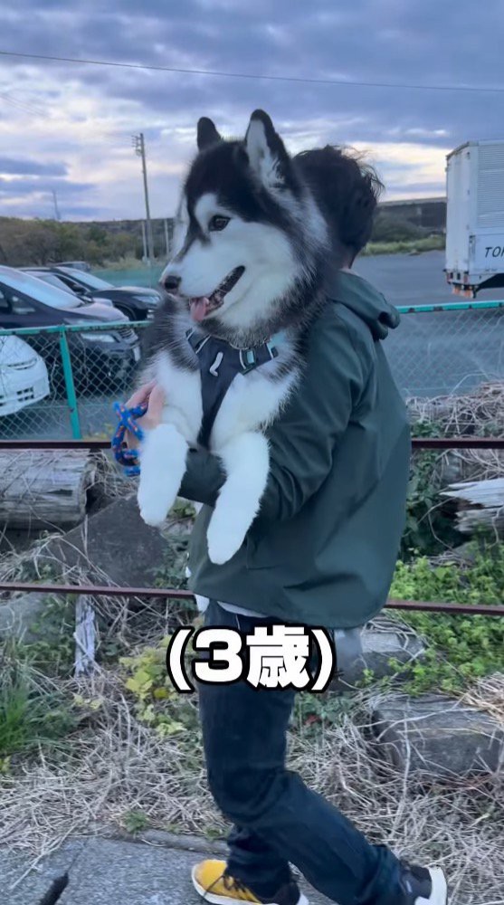 男性に抱っこされて周囲を見まわす大型犬