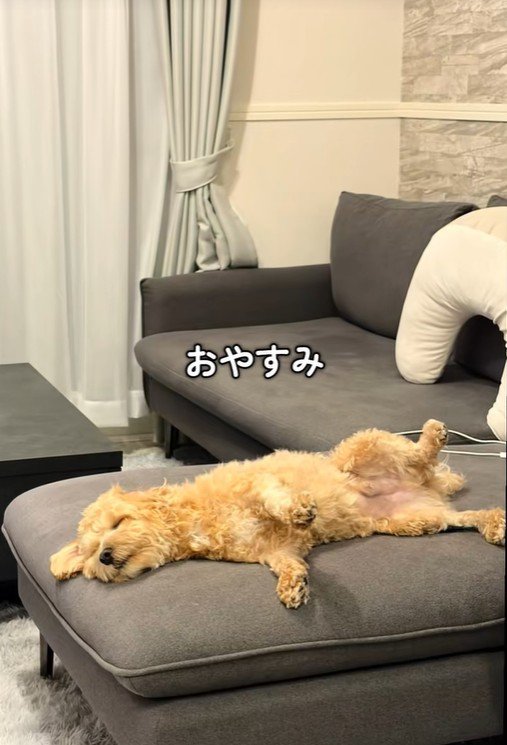 たわし君のナイトルーティン⑩