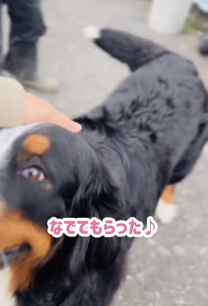 なでられて嬉しそうな犬
