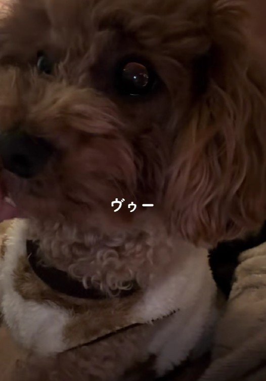 家とのギャップに爆笑！？