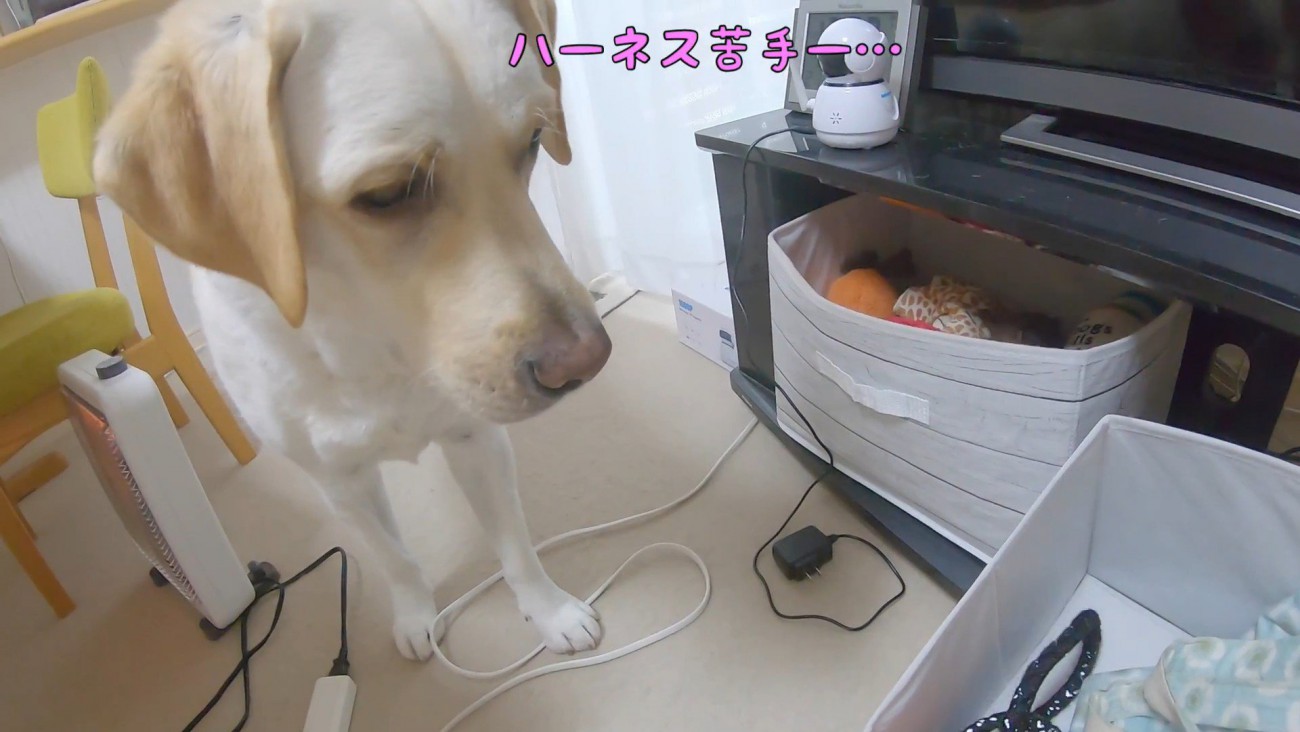 しょんぼり…