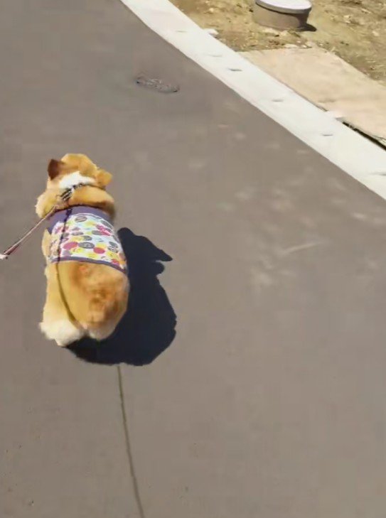 お散歩中に猛ダッシュ