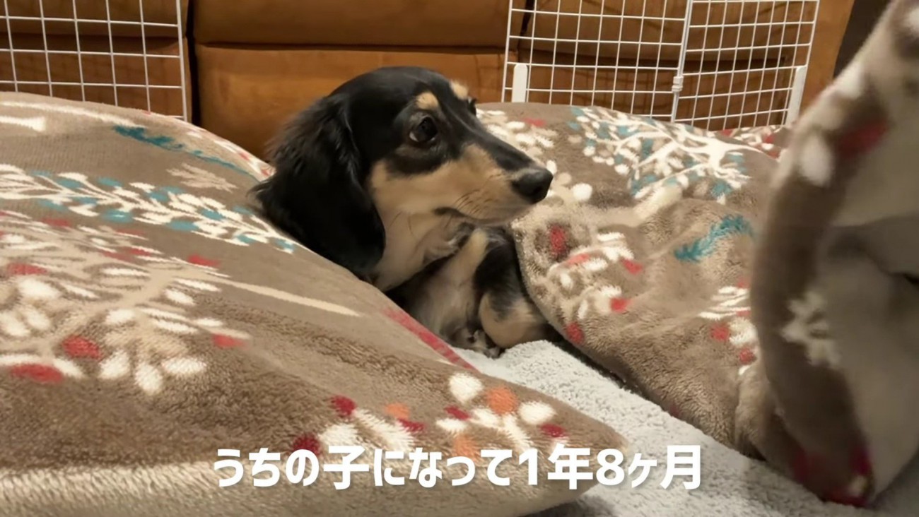 ミニチュアダックスフンドのルークちゃん