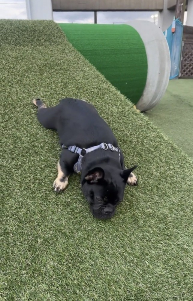 あごをつけて滑る犬