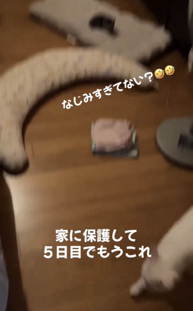 部屋でくつろぐ子猫