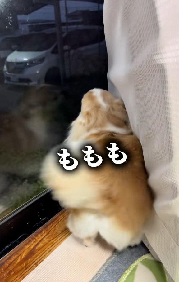 逆回転するしっぽ