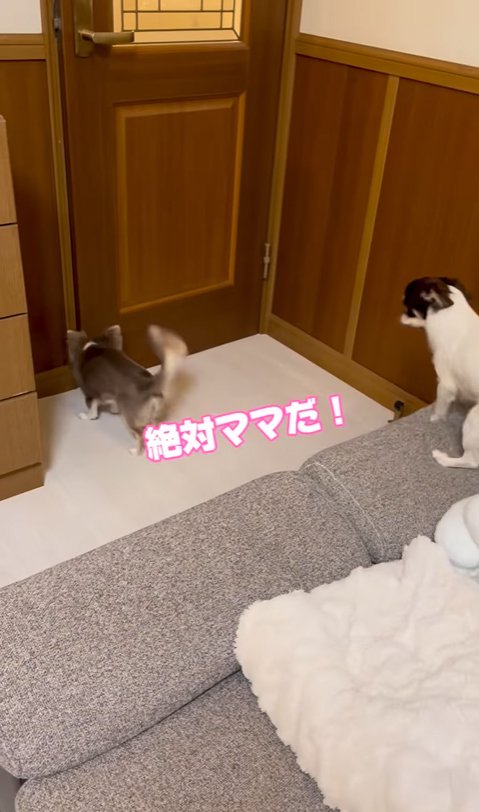 飼い主を待つ2匹の小型犬