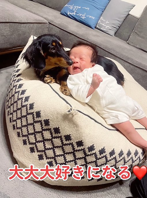 赤ちゃんと犬2