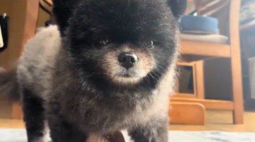 カメラの前にやってきた子熊のような見た目の犬