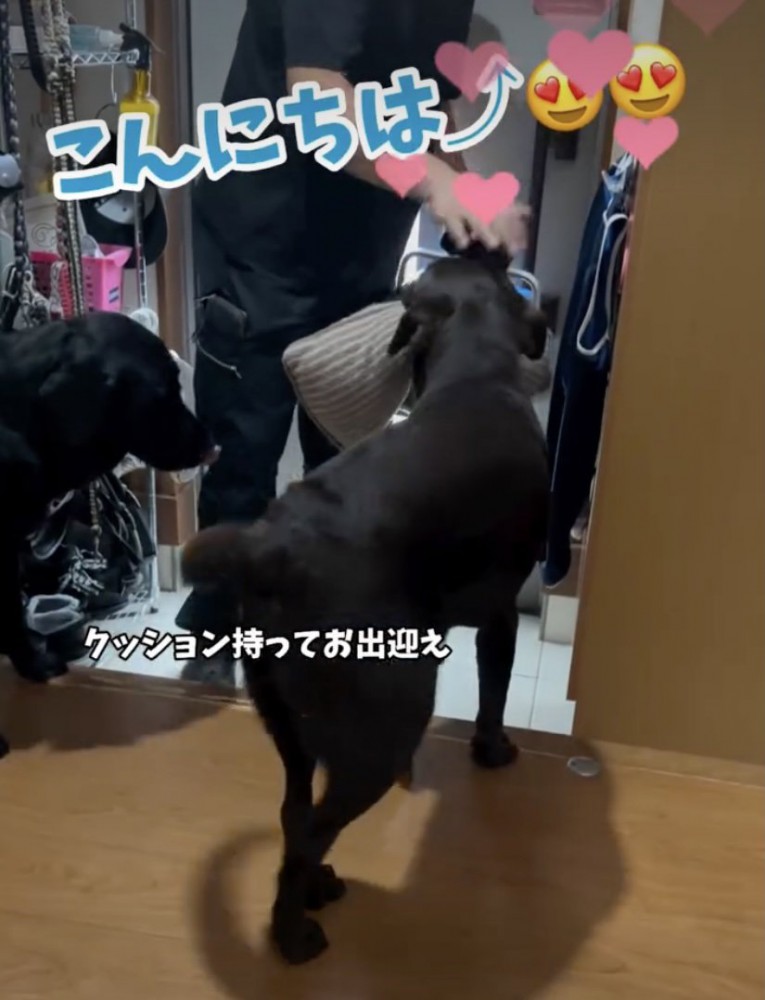 熱烈なお出迎え