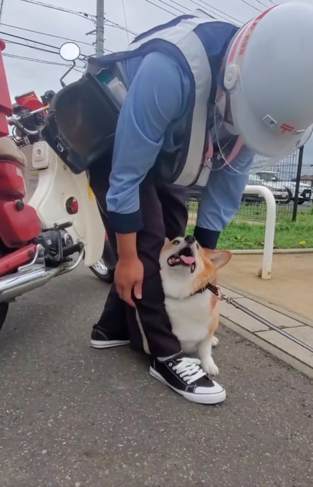 見上げる犬