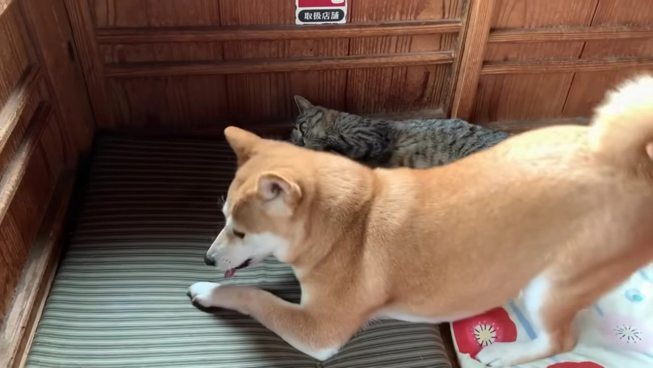 主導権はももちゃんかも…