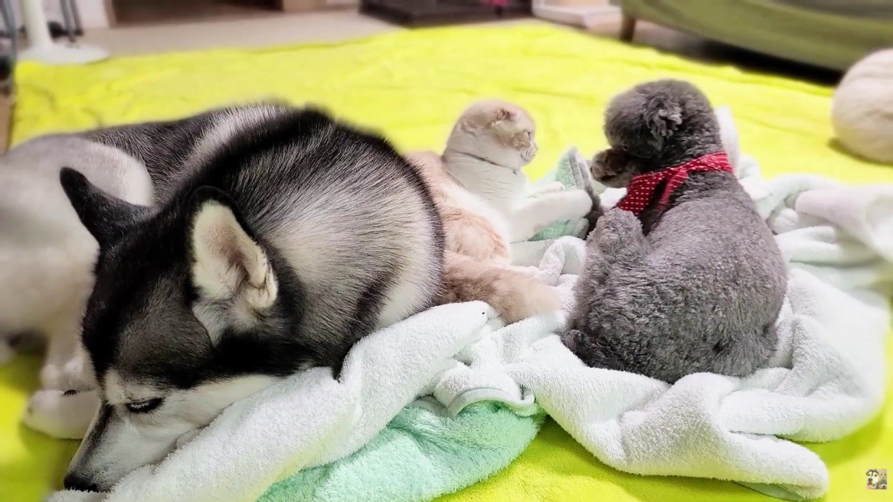 きゅうちゃんに猫パンチ