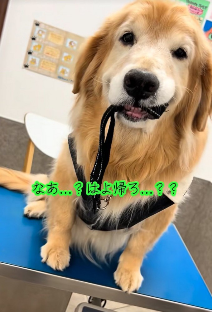 飼い主を見つめる大型犬