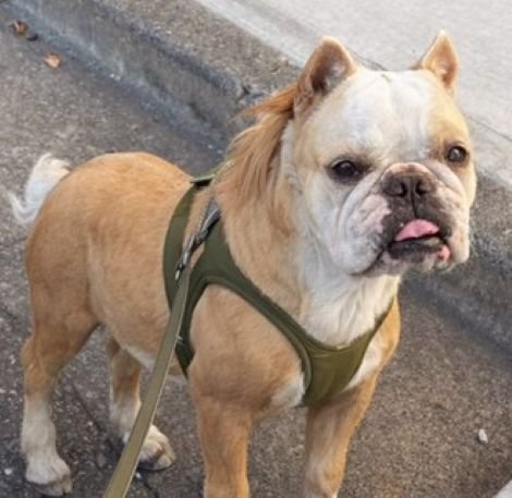 みやびちゃんを馬に加工6