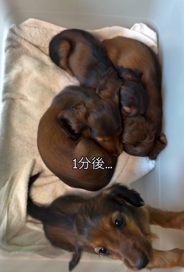 遊ぶ子犬と眠る子犬たち
