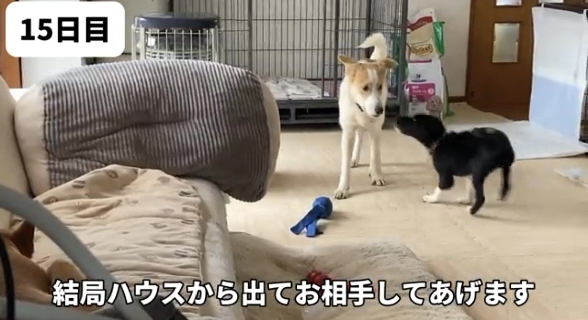 子犬と見つめ合う犬