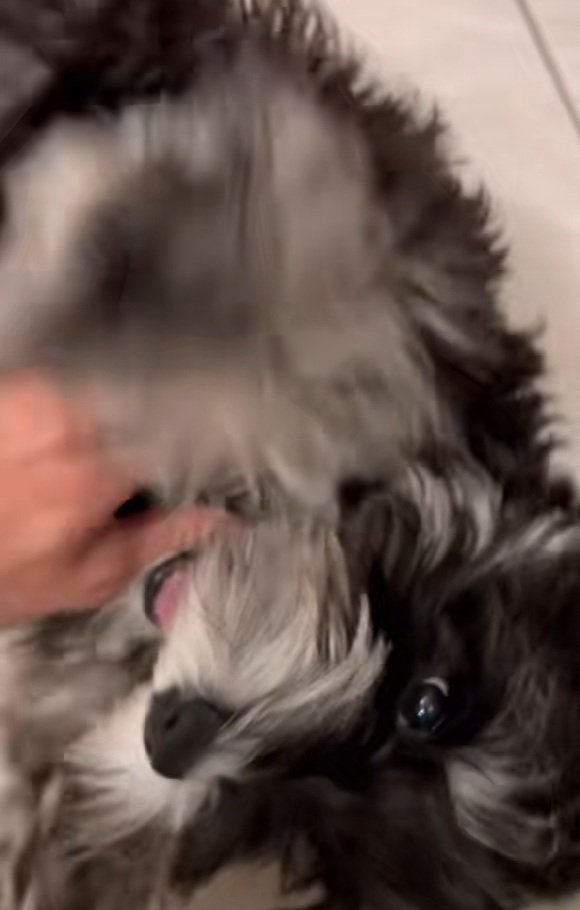 撫でられるテオくん