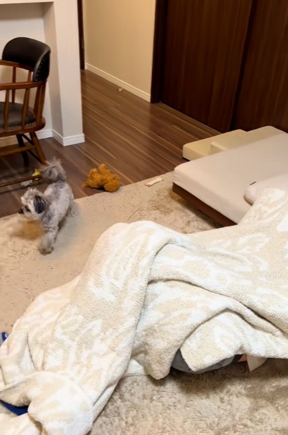 キョロキョロするピーターくん