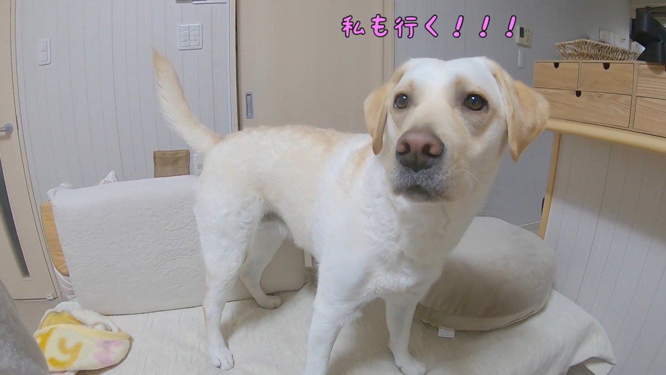 「私も行く！」とアピール