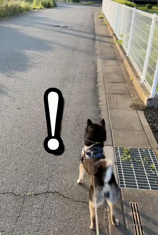 「なんかおる！」