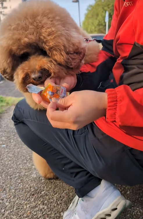 男性からおやつをもらう小型犬