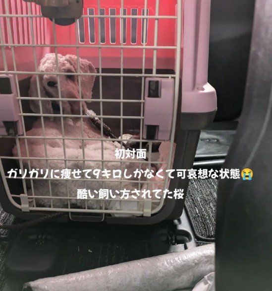 ガリガリになったわんこ