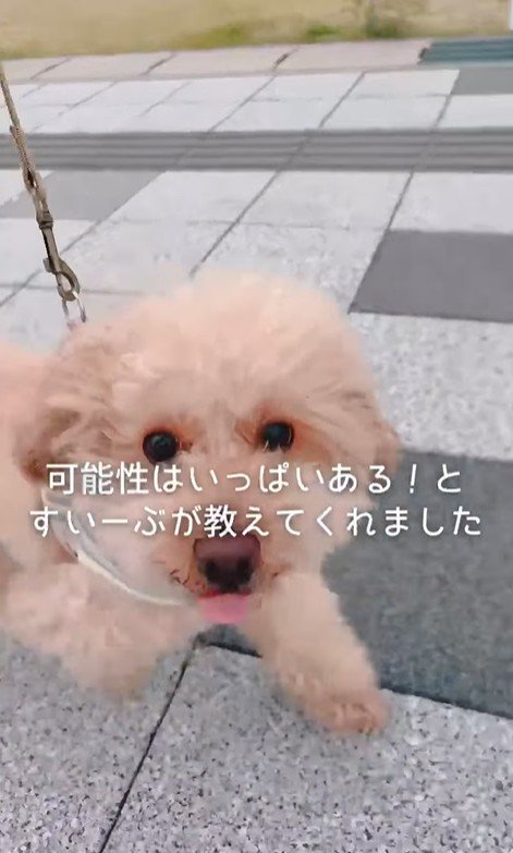 すいーぶ君の変化⑩