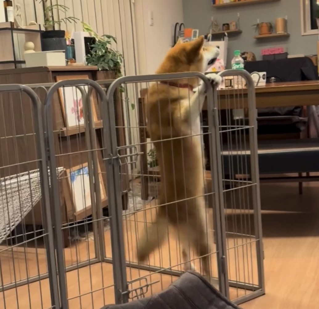 柵にぶら下がる犬