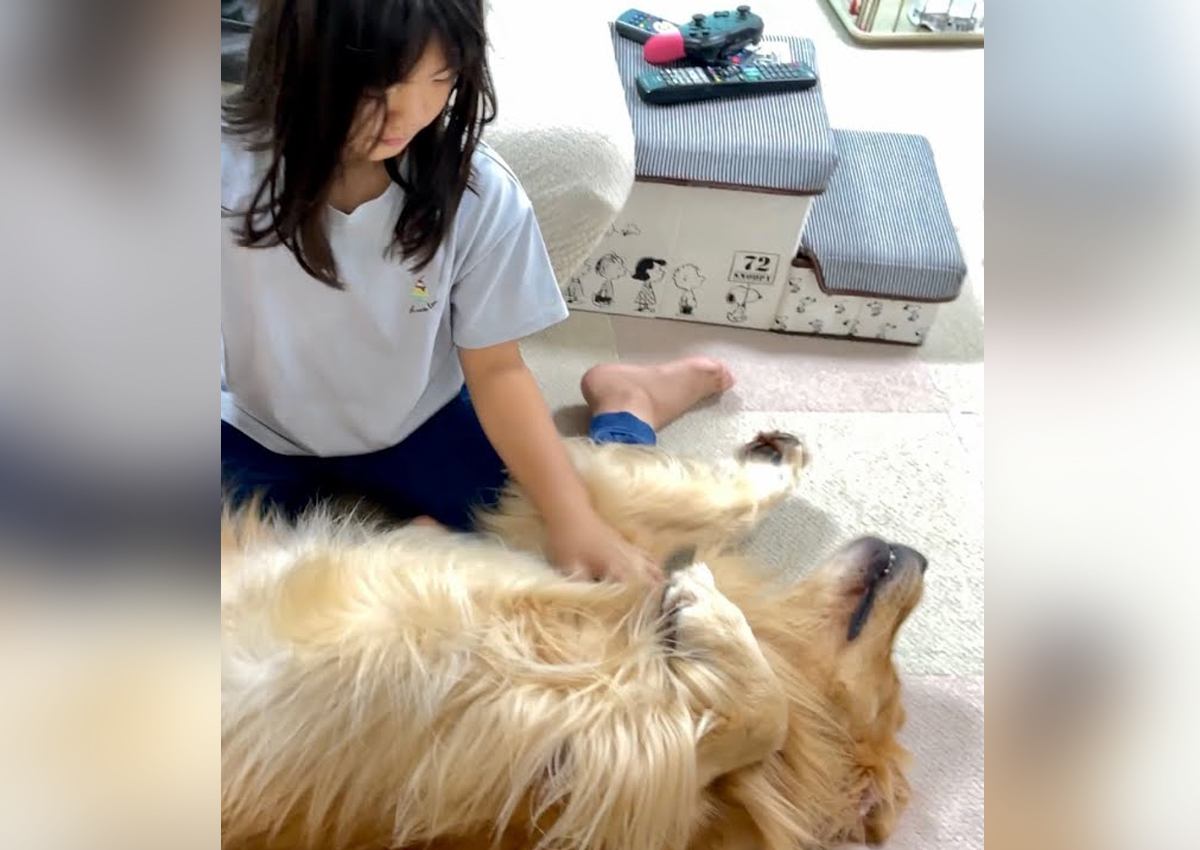 娘に大型犬を撫でさせたら…『仰向けでピクリとも動かない光景』が凄すぎると328万再生「狩猟犬の遺伝子どこ」「玄関マットみたい」 | わんちゃんホンポ