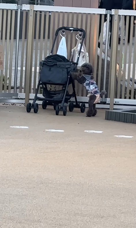 ドッグランでのジュプンちゃん3