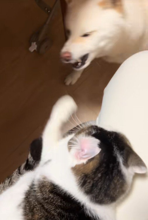 福丸くんと朔ちゃん2