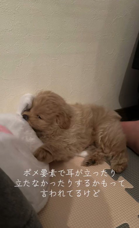 ポコくんの耳の変化3