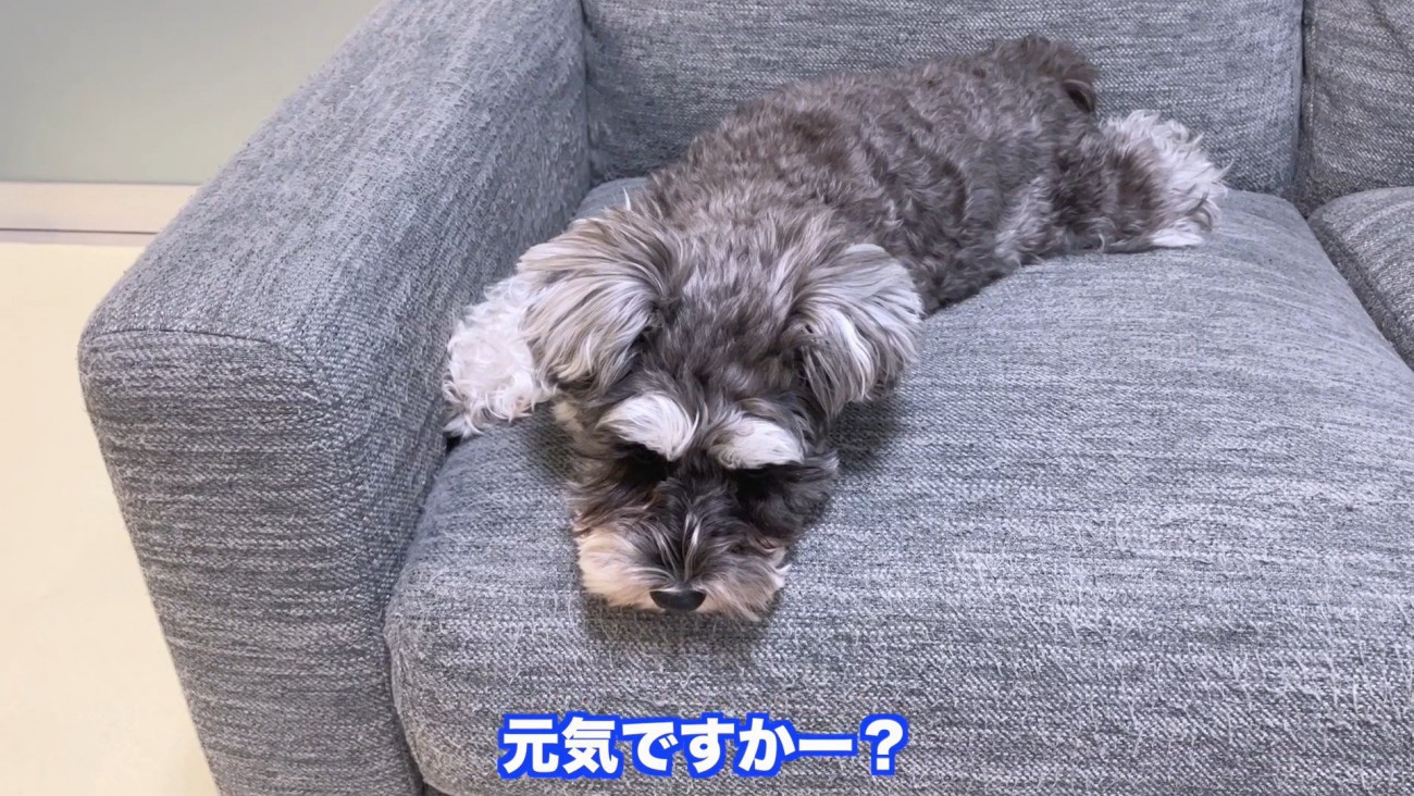 パパさんが声を掛けても無視