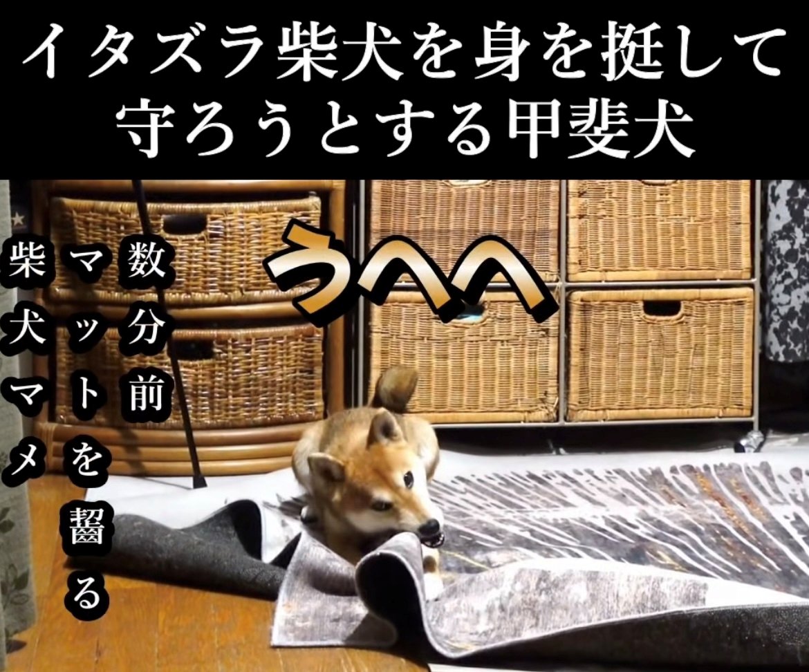 カーペットを齧る犬