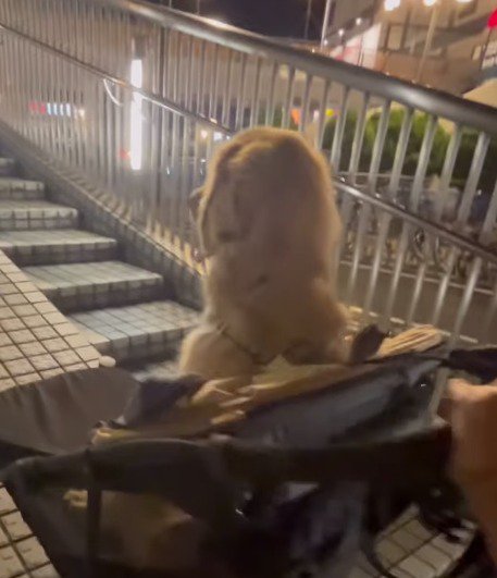 ペットカートに乗っている犬
