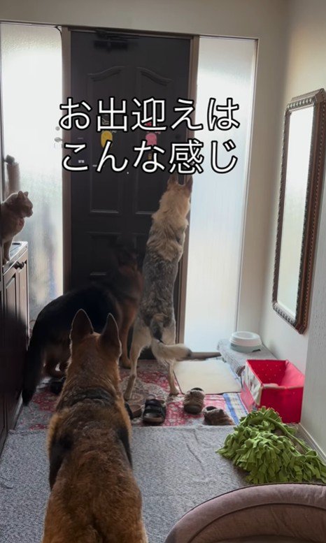大型犬たちのお出迎え