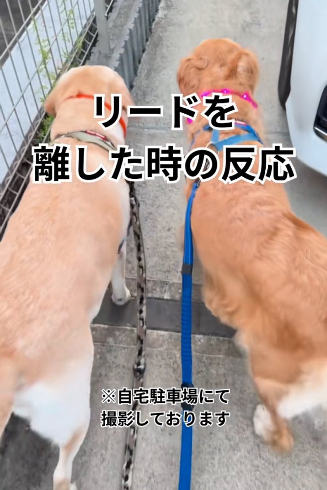 隣に並んで歩く大型犬