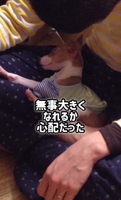 とらきち君のビフォーアフター5