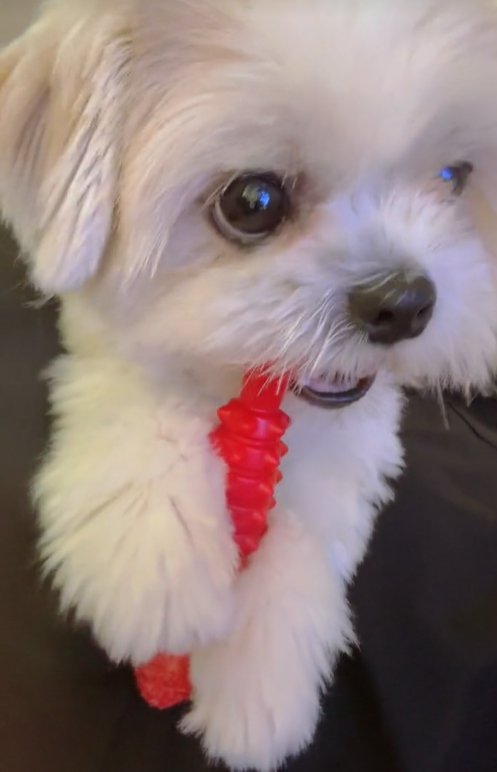 おもちゃで遊ぶ小型犬