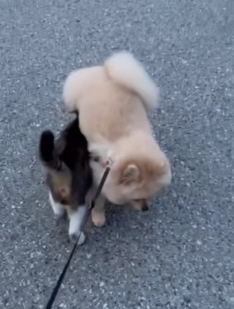 重なる猫と犬