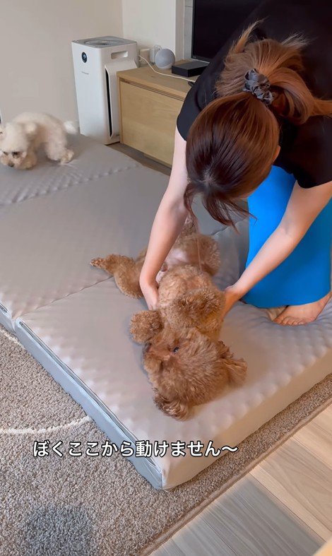 来客用のベッドが気に入ったレオくん7