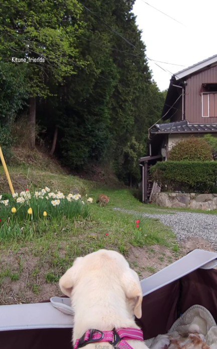 お散歩に同行するように