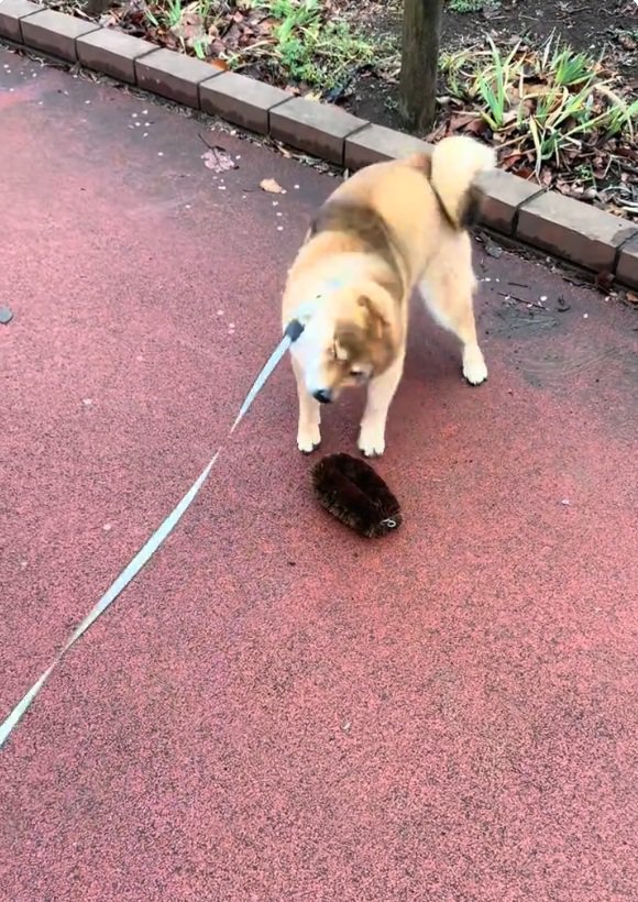 体をブルブルさせるりんちゃん