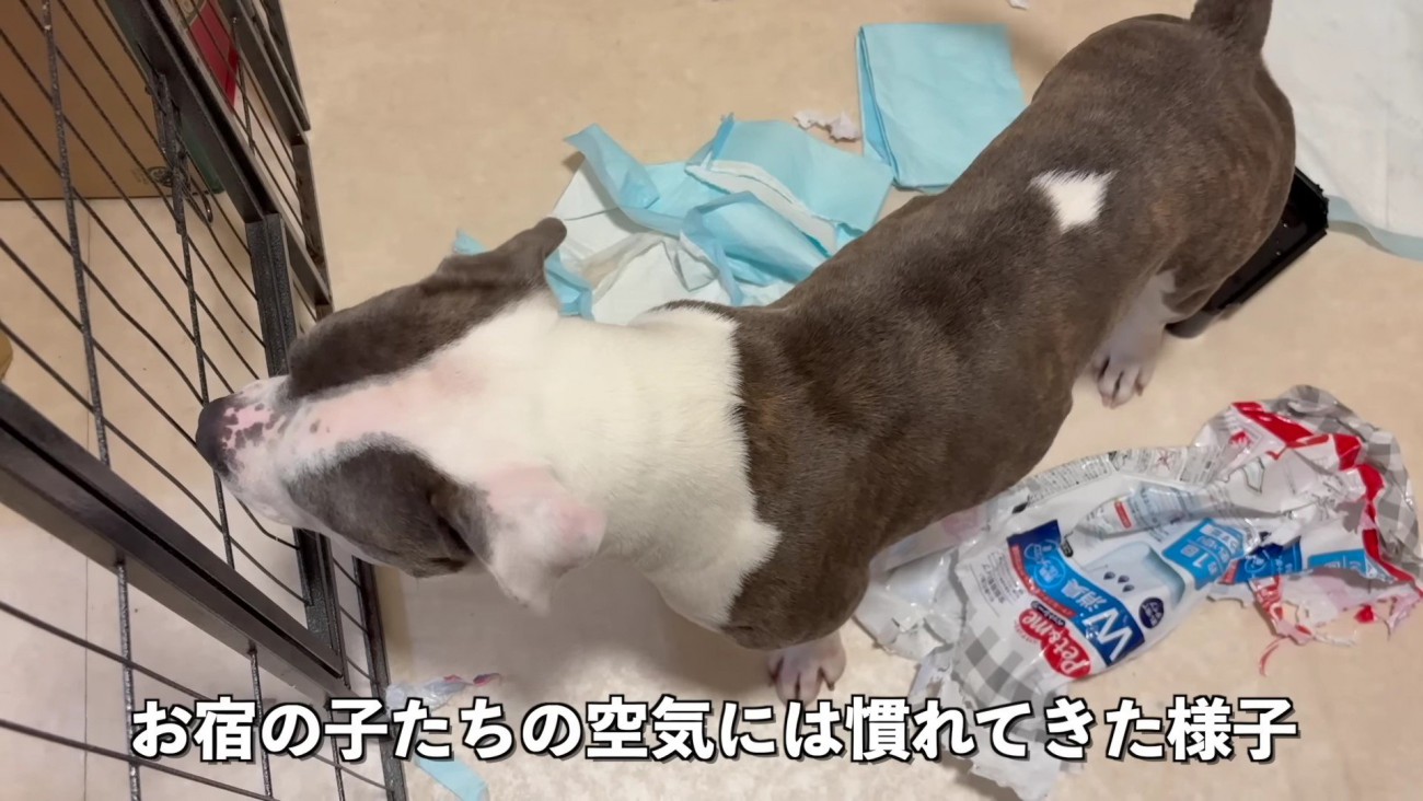 トイレシートをめちゃくちゃに