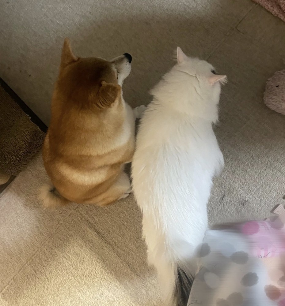 もみじくん、猛烈に成長！